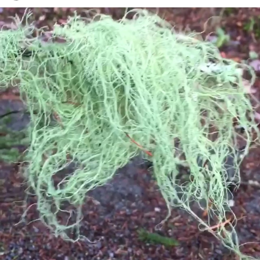 Dried Usnea lichens